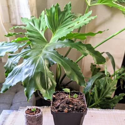 Giant Split Leaf Phil Plant (philodendron selloum) – Kens Nursery