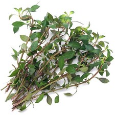 Ludwigia repens Live Aquarium Plants Tropical Aquascaping Fish Tank K2AQUA