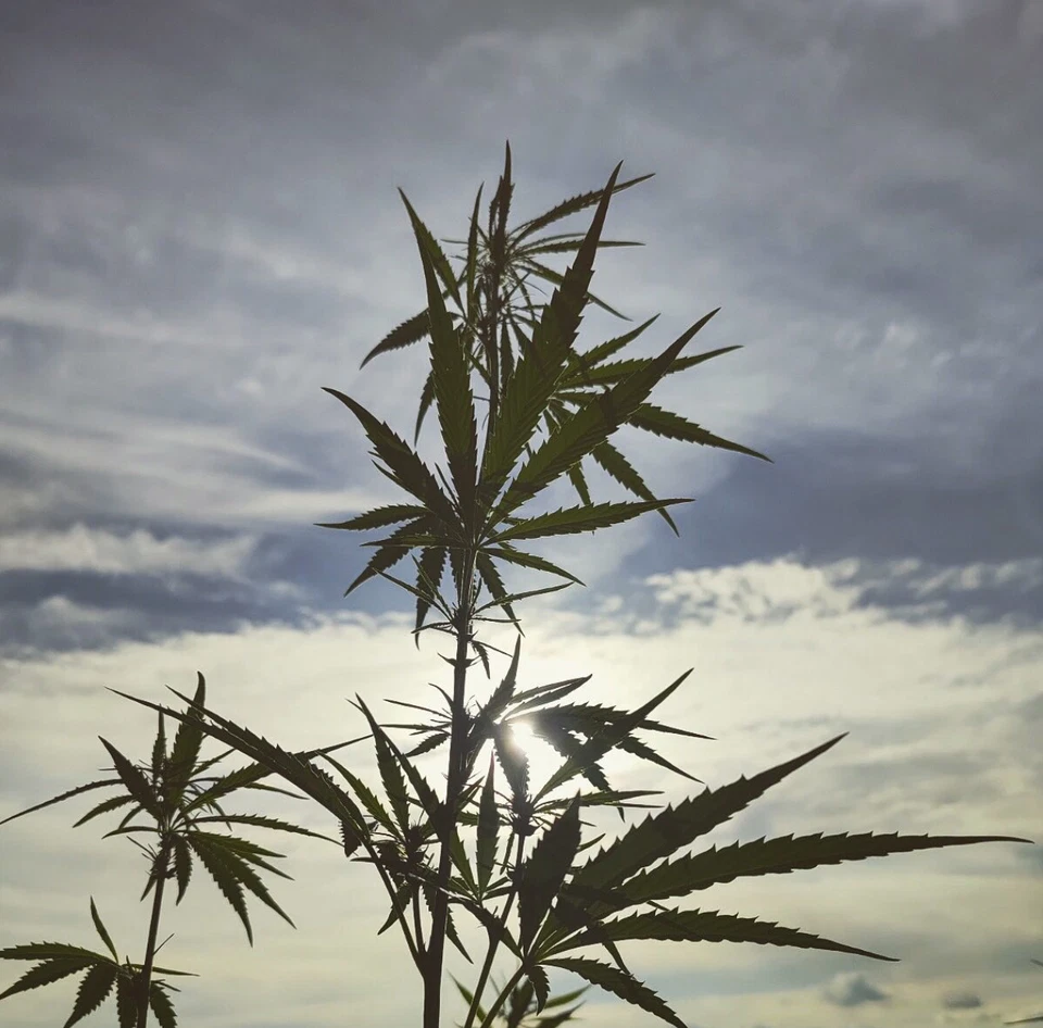 BIO Hanftee, 100% Premium Hanfblätter, Herkunft: Deutschland - Bild 3 von 4