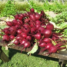 BEET Ruby Queen 200 NON - HYBRID  NON - GMO Seeds Open Pollinated Heirloom