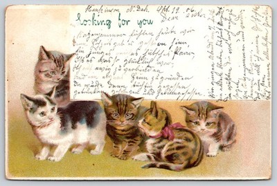  Looking For You  Message Card~Five Striped Kittens~Emb~c1910 Vintage Postcard