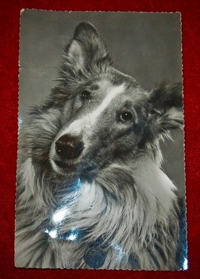 ANTIQUE Postcard Real Picture Dog Makes Sound When Pressed Italy RARE FIND!