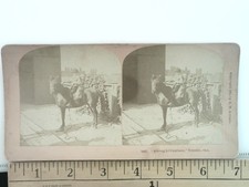 Among Lilliputians Toronto Ontario Canadá Stereoview B.W. Kilburn No. 14827 1902
