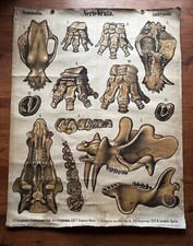 Large vintage school chart fossils palaeontology by Karl Alfred Von Zittel 1879