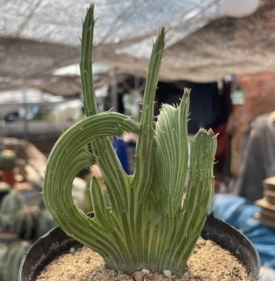 Sale Rare Plant Senecio kleinia Cristata WYSIWYG Self Root Garden Boutique Decor