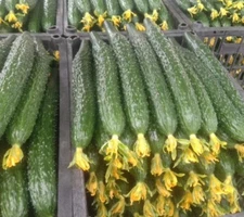 15+ Tianjin Tender Spiky Cucumber Seeds Long Burpless Hybrid Cucumber USA