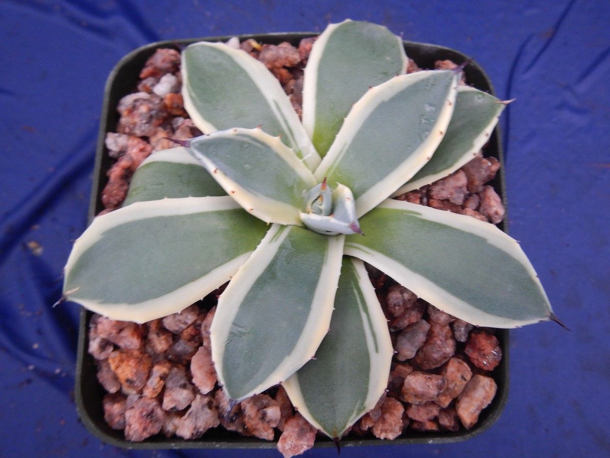 Agave applanata Variegated "Cream Spike" BLOW OUT SALE! $6.99! NICE! 3"-4"  Wide | eBay