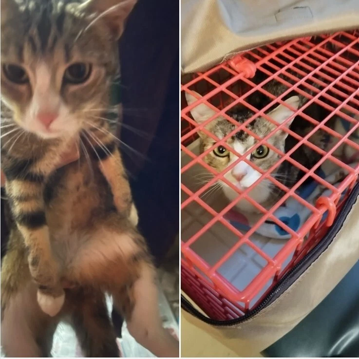 99p TO HELP FEED A HOMELESS CAT - HOMELESS CAT RESCUE Registered charity 1153052 - Image 4 of 4