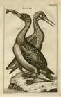 Antique Print-LOONS-ORNITHOLOGY-Buys-1770
