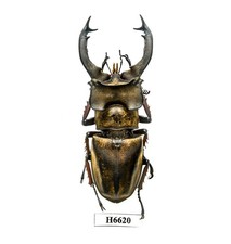 BEETLE, INSECT - H6620. Lucanidae: Lucanus sericeus sericeus-BIG 71.5MM, VIETNAM