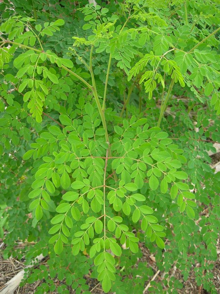 Hojas de Moringa Oleífera Orgánicas Secas Premium Producto 100% Puro Natural 50g