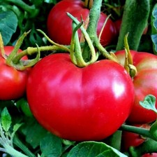 51 Bradley BUSH TOMATO Seeds Organic Compact 36"Tall Vegetable Garden Container