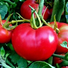 51+Bradley BUSH TOMATO Seeds Organic Compact 36"Tall Vegetable Garden Container