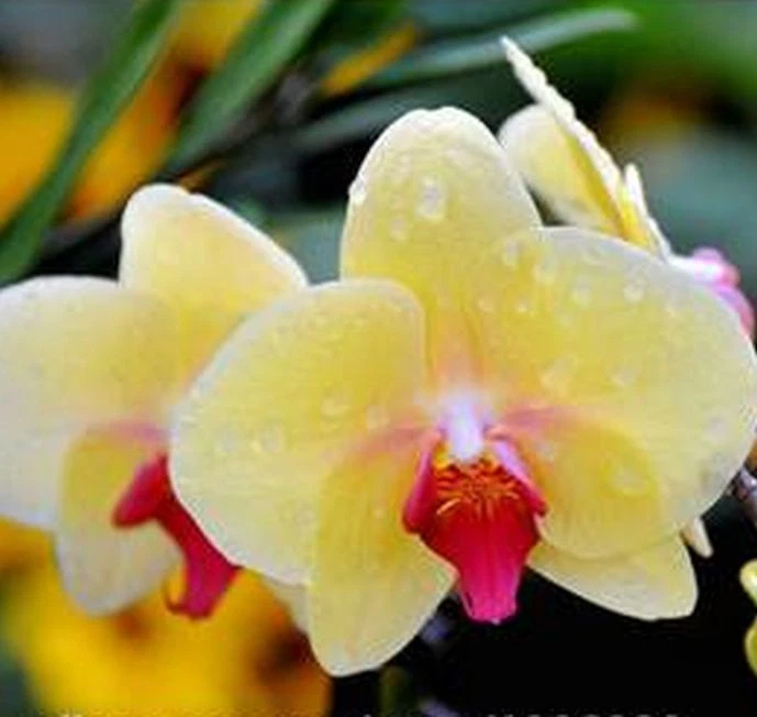 33 PCS Phalaenopsis Orchid Flower Seeds F66~F68, Plant Butterfly Orchid - Image 2 of 4