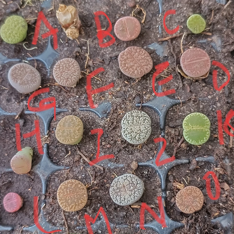 Lithops Living stone about 1 cm nice succulent - Image 4 of 4