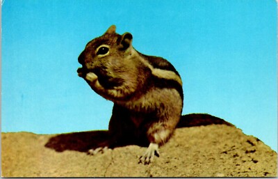 Postcard Animal Chipmunk Greetings B182