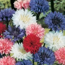 250 Tall Mix Bachelor's Button/ Cornflower Seeds Garden Flowers Butterflies