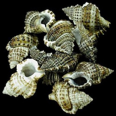 Bursa Bursa Shells measuring 1 to 1 3/4''  Sold in sets of   4