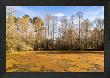 Alligator Danger Framed Wall Art Poster Canvas Print Picture