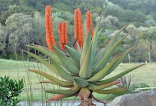 ALOE FEROX SEEDS - Single stem tree aloe - 10 seeds - RARE!