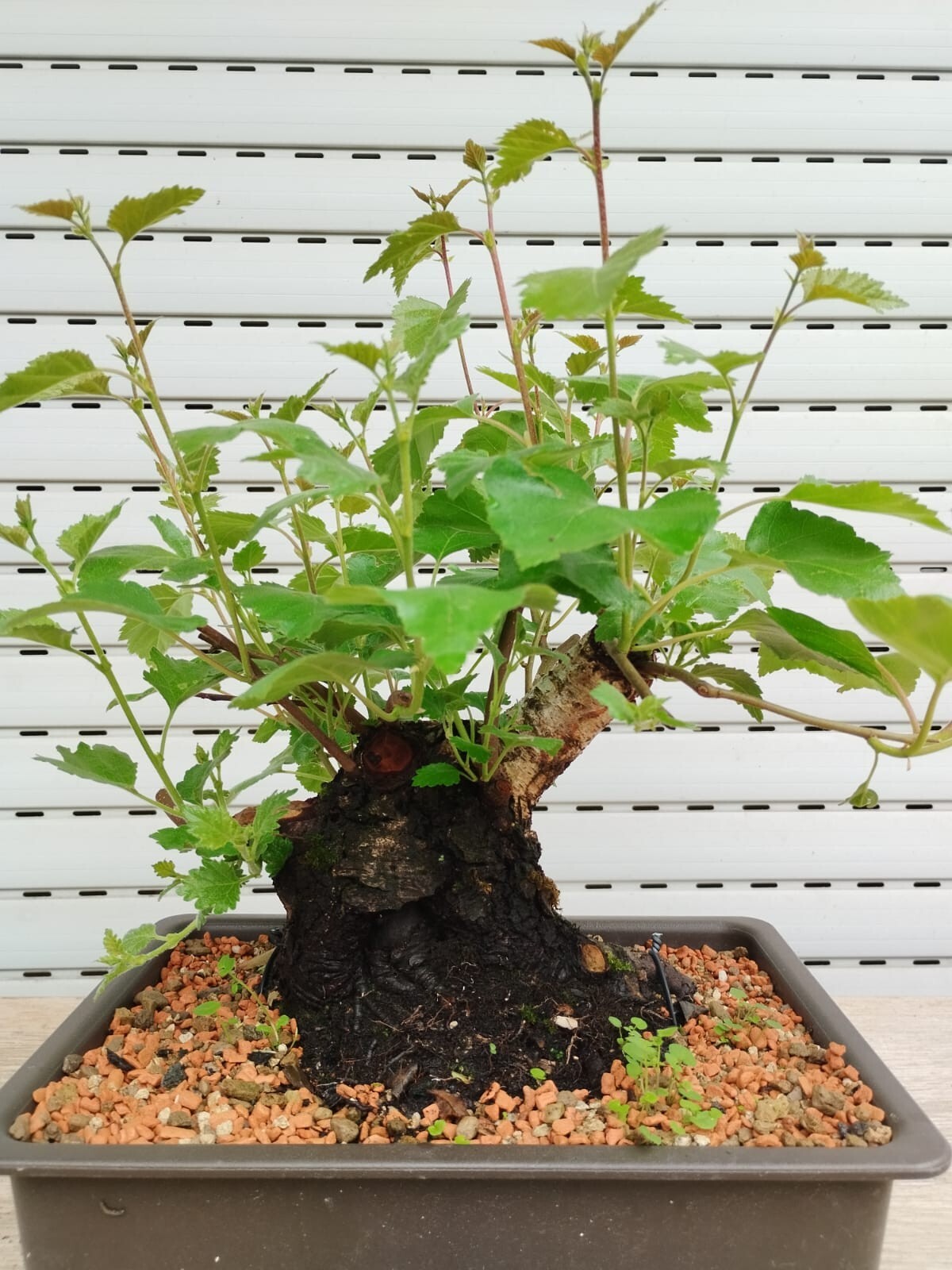 Bonsai Betula Abedul Abedul