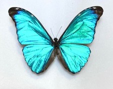 Morphidae Morpho absoloni A1 from PERU - #4326