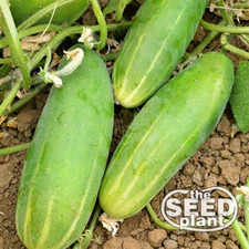 Poinsett 76 Cucumber Seeds - 25 SEEDS NON-GMO