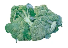 300+ seeds, Broccoli Seeds - Di Ciccio, heirloom, open pollinated, Non-GMO
