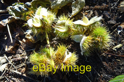 Foto 6x4 Edelkastanie (Castanea sativa) Sweet Chestnut (Castanea sativ um 2021