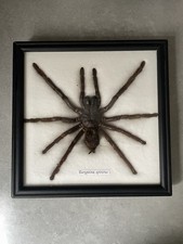 Taxidermy Framed Tarantula. 20CM Frame. 