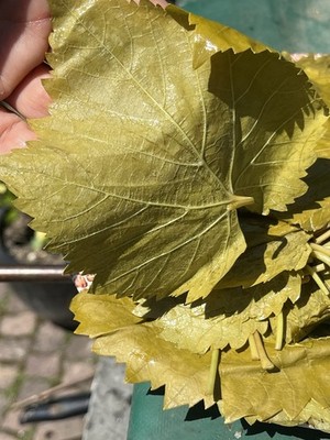 Weinblätter Frisch Eingelegt Sarma Yaprak