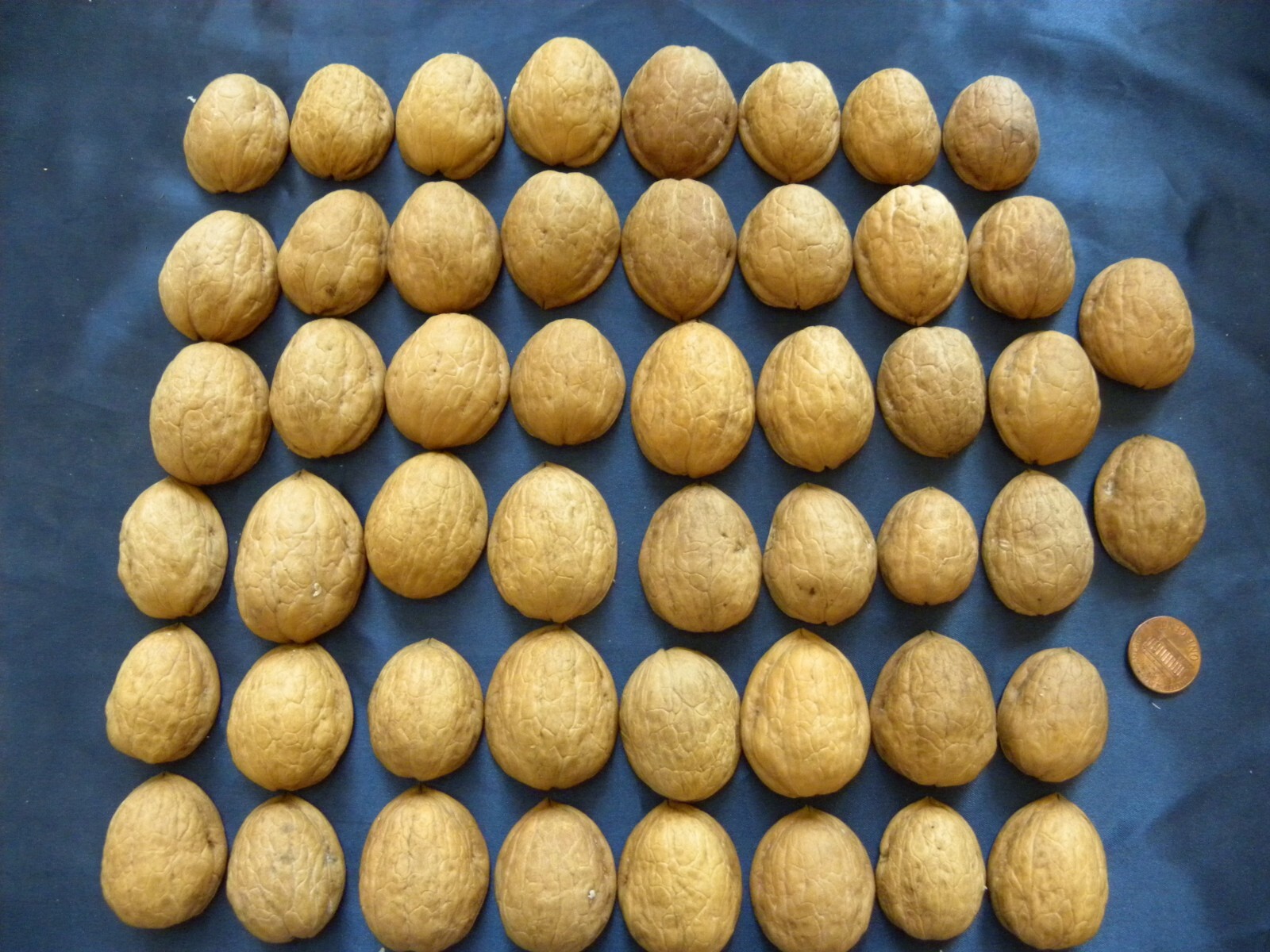 Huge Lot 50 Walnut Shell Halves Ornaments Arts Crafts Decorations Walnuts Shells