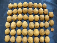 Huge Lot 50 Walnut Shell Halves Ornaments Arts Crafts Decorations Walnuts Shells