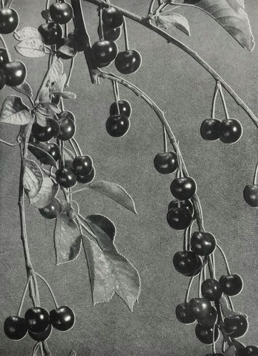 Studie Kirschen 1951 des belgischen Fotografen Alexis Delcroix