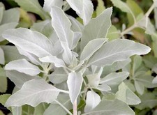 75 Sacred California WHITE SAGE Salvia Apiana Shrub Silver Folliage Native Smudg