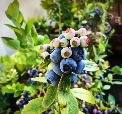 Live Mini Sunshine Blue Blueberry Bush - Highbush Blueberry - 4-6'' Tall - No Pot