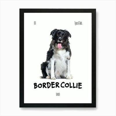 Border Collie - Hund - Brite - Typ gerahmtes Wandbild Poster Leinwanddruck Bild