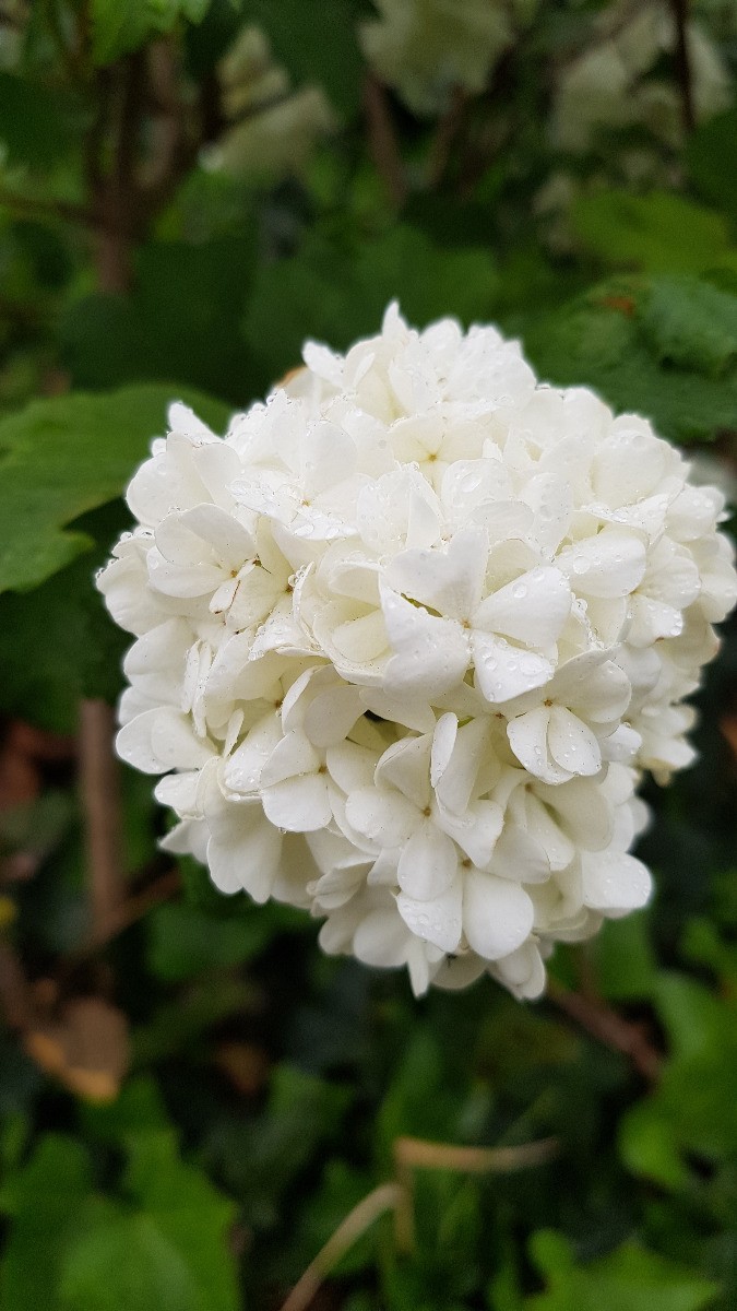 Viburnum opulus Roseum viorne obier boule de neige de qualité supérieure 3L