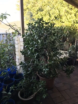 Big Money Tree For Sale 70 Plants Gumtree Australia -