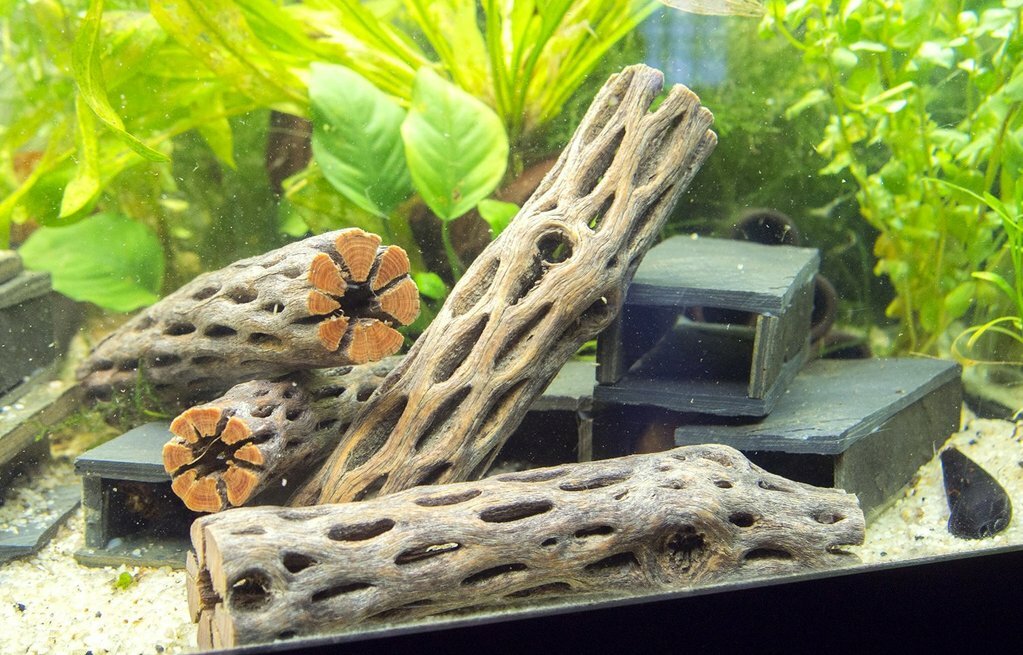 *BUY 2 GET 1 FREE* Cholla Wood Stick Cactus Wood Organic Aquarium  Botanicals