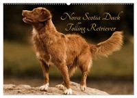 Beatrice MüLler Hundefotowerk | Nova Scotia Duck Tolling Retriever...