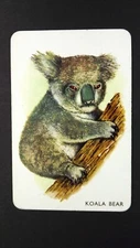 1 x single 1960's Pepys card Animal Snap – Koala Bear # V25c