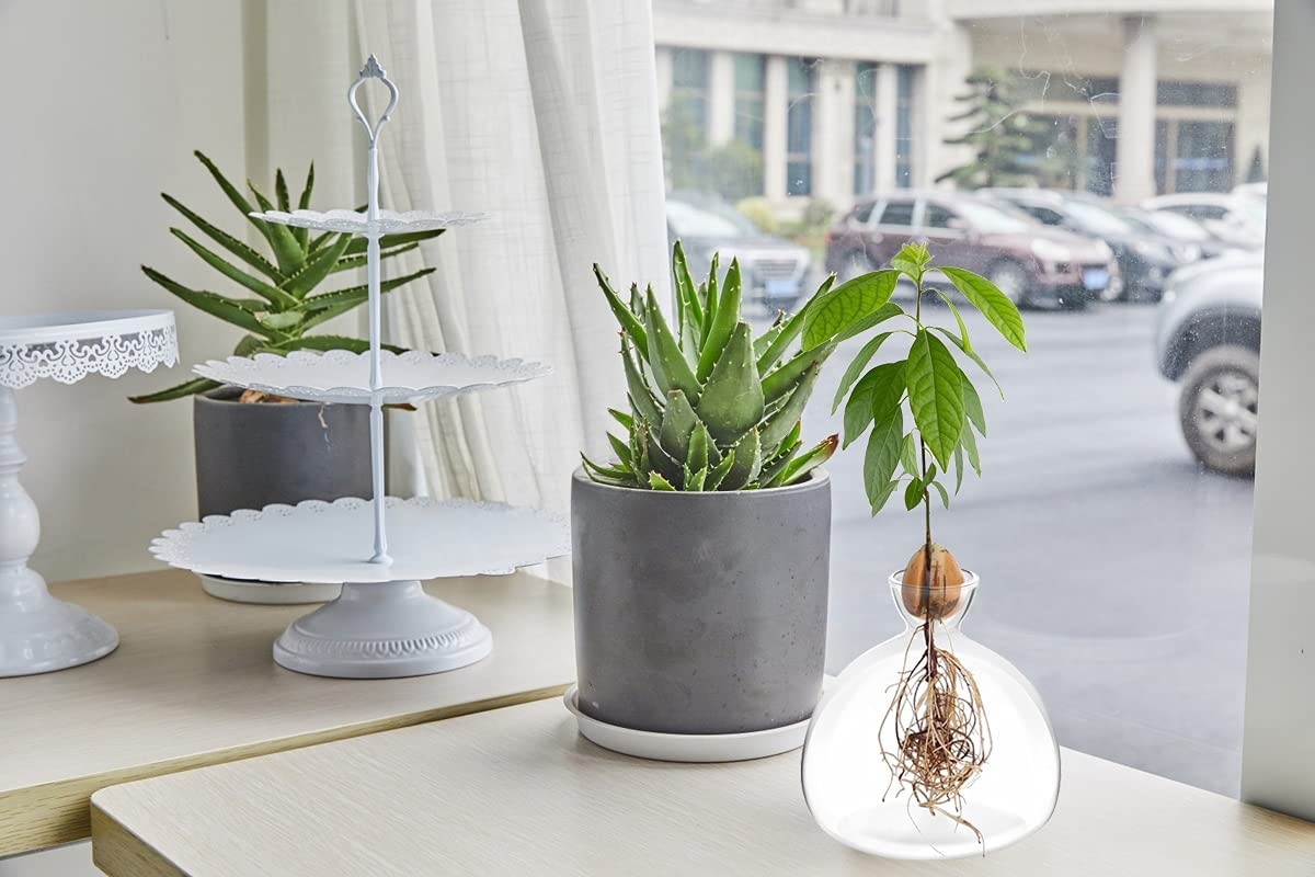 Avocado Seed Starter Planter Vase Pot Avocado Tree Growing Kit Glass