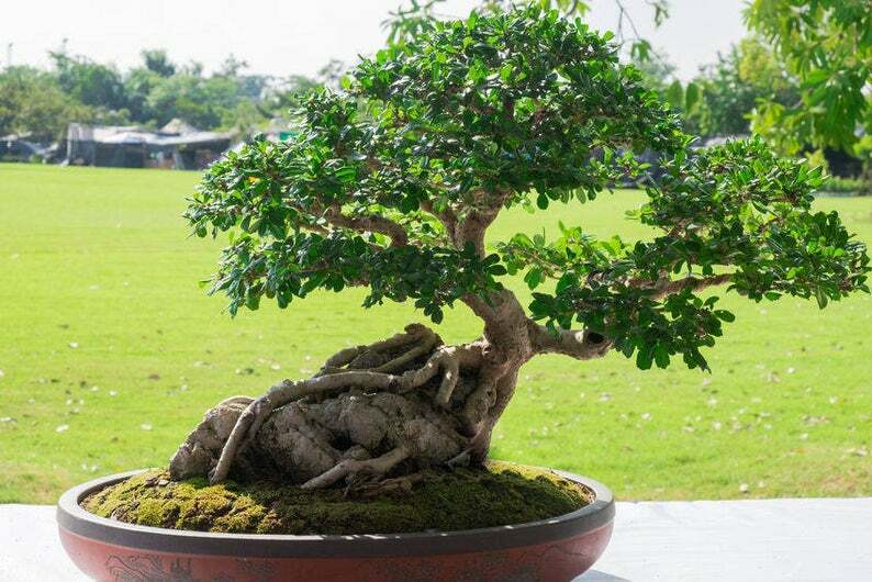 White Fig Tree Ficus virens - Ornamental Tropical Plant Bonsai