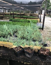 50 Carolina Sapphire Liners