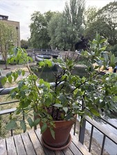 Plant With Pot