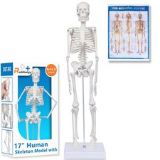 Human Skeleton Model for Anatomy: 17"H Mini Human Body Model with Movable Arm...
