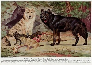 American Wolf and Pups - CUSTOM MATTED - 1944 Vintage Color Dog Art Print