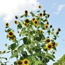 Sunflower SKYSCRAPER 144” TALL Edible HEIRLOOM HUGE FLOWERS! Non-GMO 25 Seeds!
