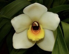 Pescatorea cerina Rare Panamanian Orchid Species 